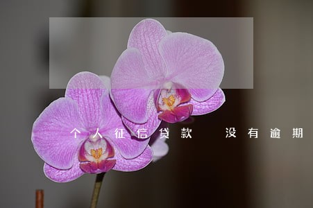 个人征信贷款 没有逾期 个人征信贷款 没有逾期